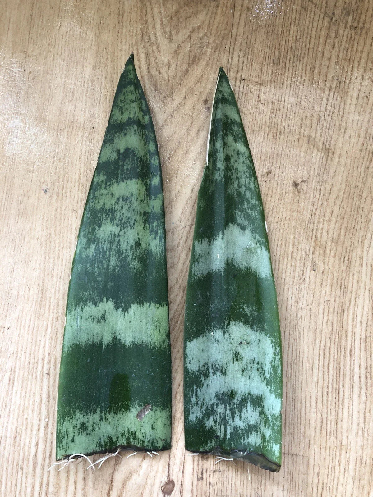 Snake Plant Cuttings with Roots, Mother-In-Law's Tongue, Sansevieria, Live Plant, 6”