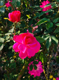Organic Climbing Rose Bush Plant - Don Juan Pink, Well-Rooted Live Plant, Rosa 'Don Juan'