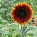 Earthwalker Sunflower Seeds - 100+ Heirloom Colorful Rare Varieties - Helianthus annuus
