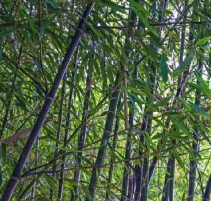 Black Bamboo Live Rhizome Starter Plant - Phyllostachys Nigra, Bare Root, Hardy Perennial, Fast Growing, Ornamental Grass
