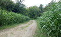 Egyptian Wheat Seeds for Planting - 10 Feet Tall Variety - Ideal Chicken Corn - Zea mays subsp. indurata