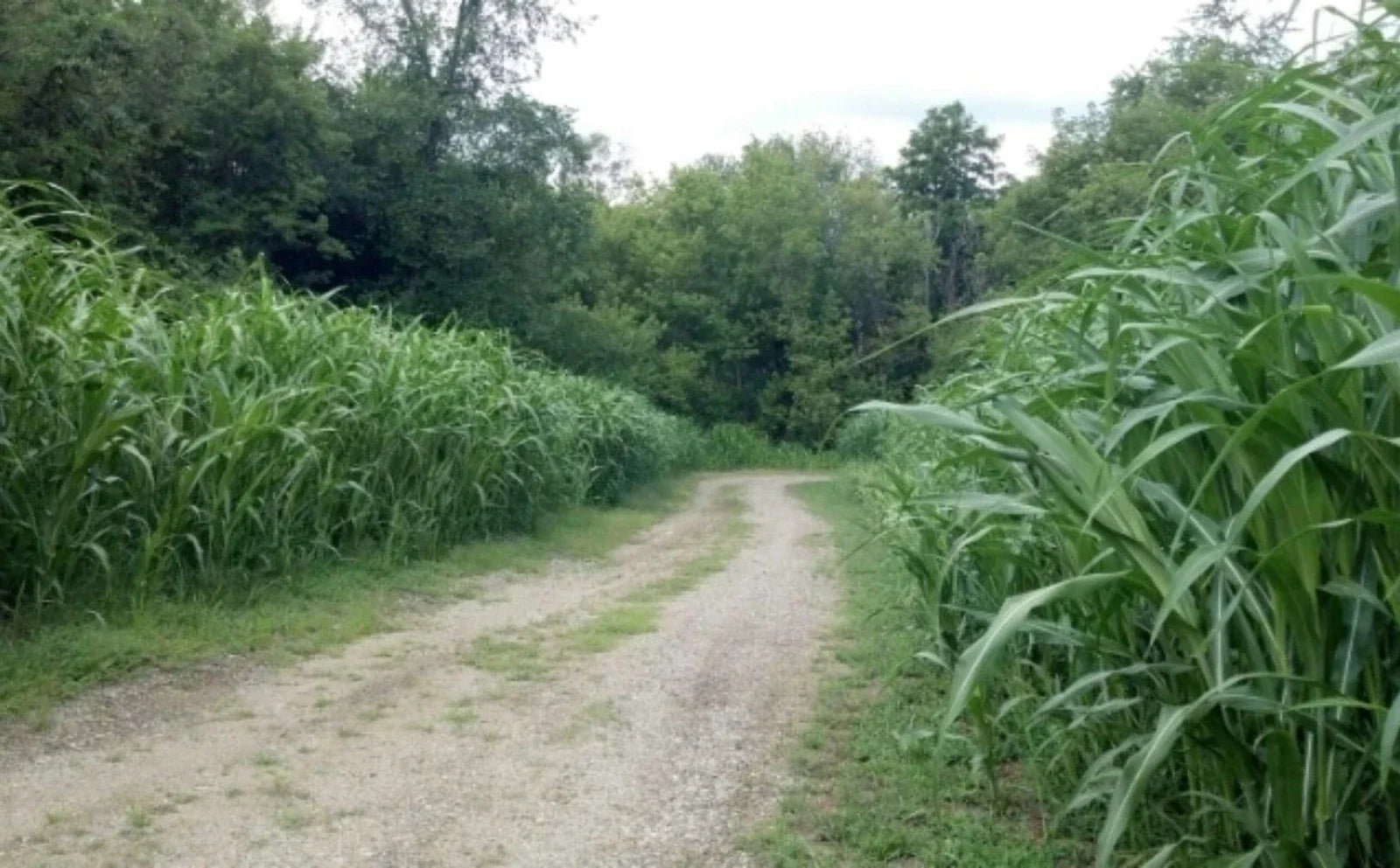 Egyptian Wheat Seeds for Planting - 10 Feet Tall Variety - Ideal Chicken Corn - Zea mays subsp. indurata