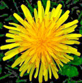 Dandelion Seeds for Microgreens & Salads - Organic Perennial Herb - 1000+ Seeds - Taraxacum officinale