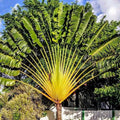 Traveler Palm Live Plants - 10-Pack - Ravenea rivularis - Tropical Indoor Plants for Home Decor