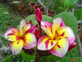 Plumeria Seeds - 5 Pack - Pink White Yellow Hawaiian Flowers - Perennial Plants - Frangipani Seeds