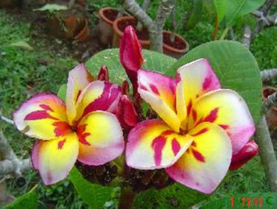 Plumeria Seeds - 5 Pack - Pink White Yellow Hawaiian Flowers - Perennial Plants - Frangipani Seeds