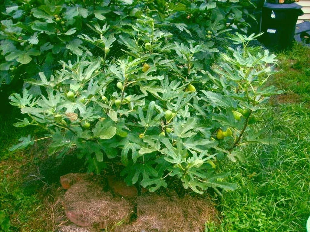 Fig Tree Cuttings 6 Pieces Dalmatie Variety Cold Resistant Delicious Fruits Ficus carica