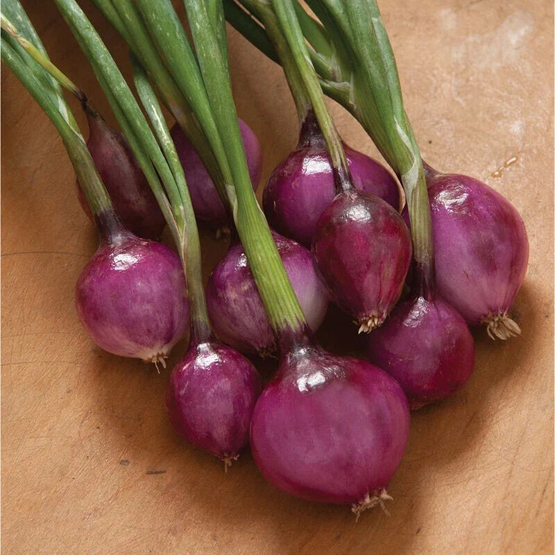 Purplette Onion Seeds - 300 Non-GMO Specialty Onion Seeds - Allium cepa