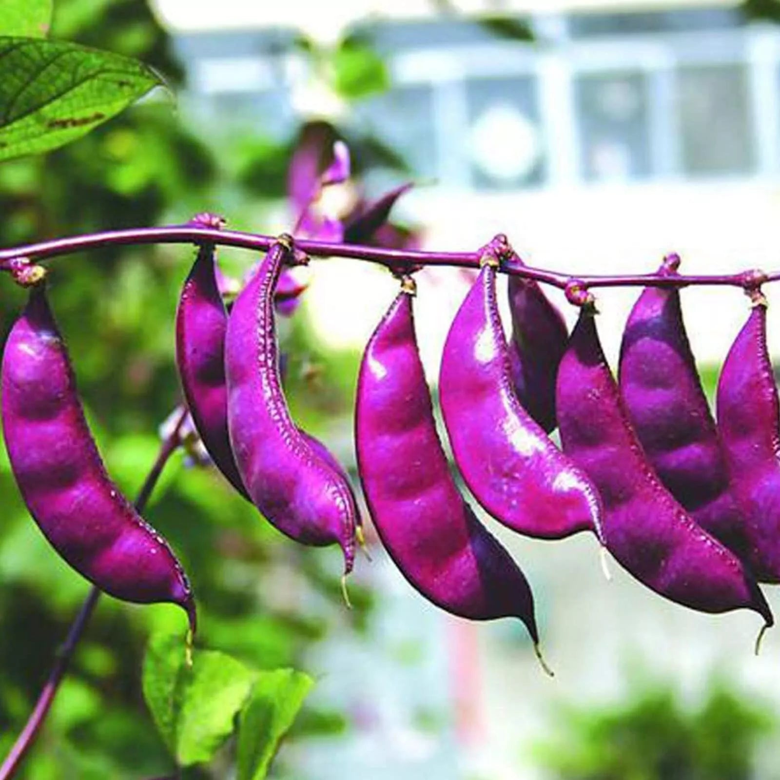 Non-GMO Purple Hyacinth Bean Seeds, 30 Pcs, Red Leaved Plant Vine, Dolichos lablab, Purple Flowering Variety