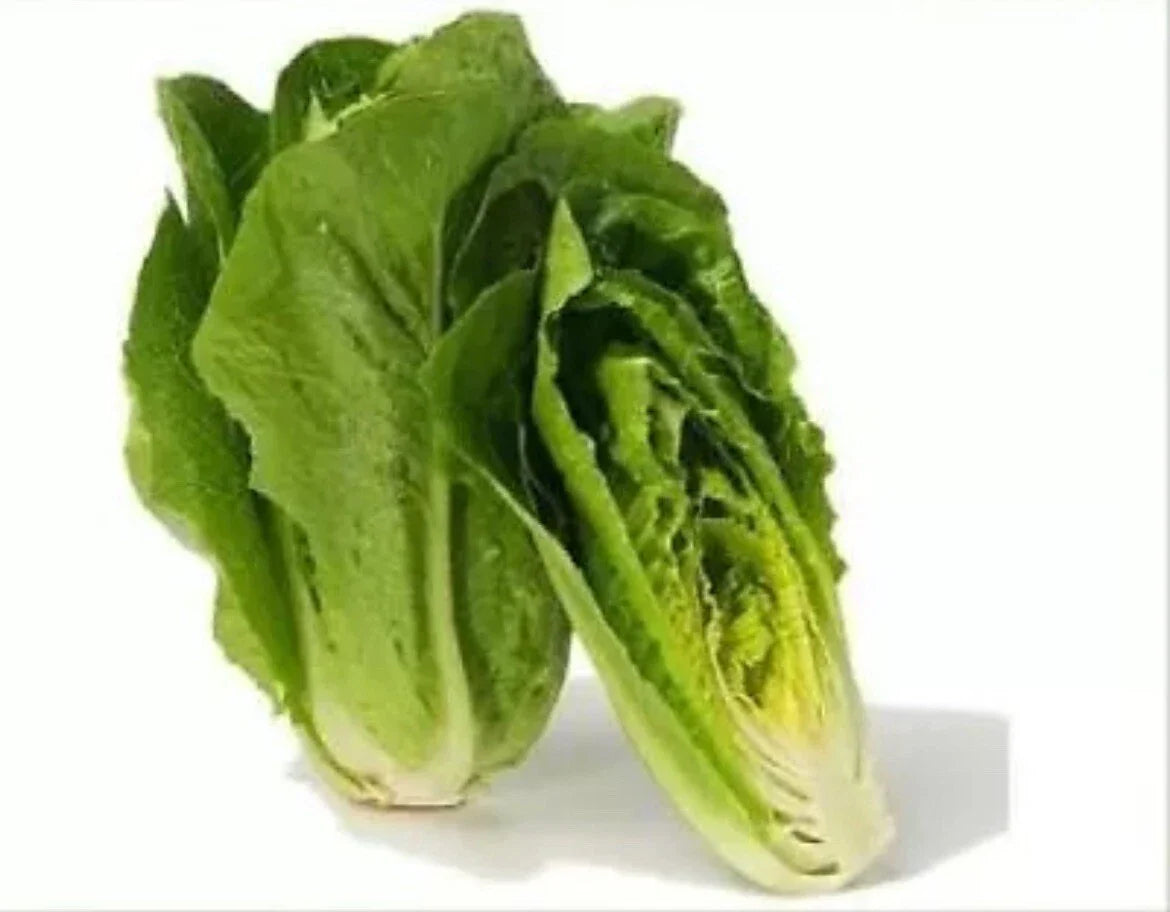 Parris Island Romaine Seeds - 100 Heirloom Vegetable Seeds - Easy to Grow - Lactuca sativa - TX USA Free Shipping