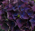 Deep Purple Hydrangea Seeds - 5 Perennial Flower Garden Seeds - Hydrangea macrophylla - USA