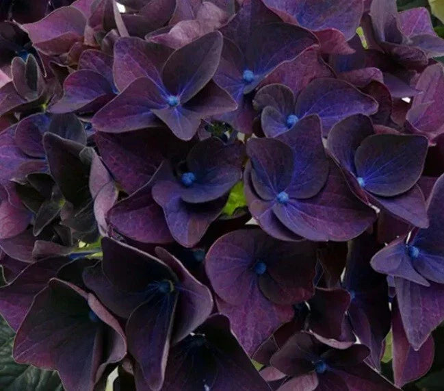 Deep Purple Hydrangea Seeds - 5 Perennial Flower Garden Seeds - Hydrangea macrophylla - USA