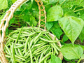 Green Bean Seeds Bulk - Jade Bush Bean - Non-GMO - Phaseolus vulgaris - 100 Seeds - USA Seller - Free Shipping