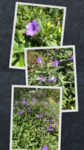 Live Bare Rooted Mexican Petunia Plants - 5-Pack, Ruellia Simplex, Vibrant Purple Blooms