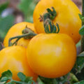 Mountain Gold Tomato Seeds | Heirloom Non-GMO Variety | Solanum lycopersicum