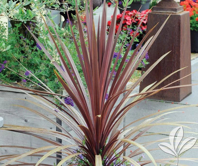 Dracaena Spikes - 25 Seeds - Dracaena spp. - Indoor/Outdoor Plant Seeds for Gardening and Landscaping