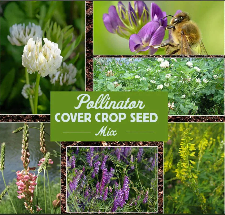 Pollinator Cover Crop Mix - 1200 Non-GMO Wildflower Meadow Seeds - Diverse Ground Cover for Bees & Butterflies