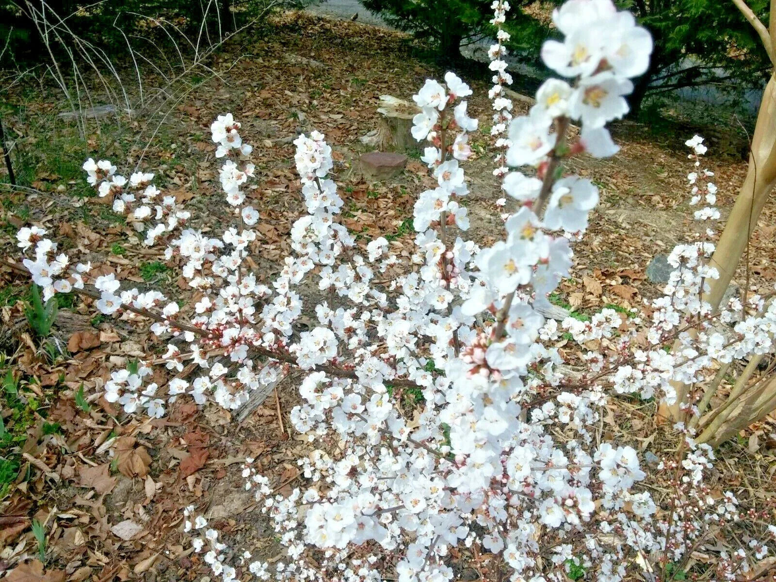 Dwarf Nanking Cherry Cuttings - 10 Unrooted Semi-Hardwood Cuttings, Prunus Tomentosa