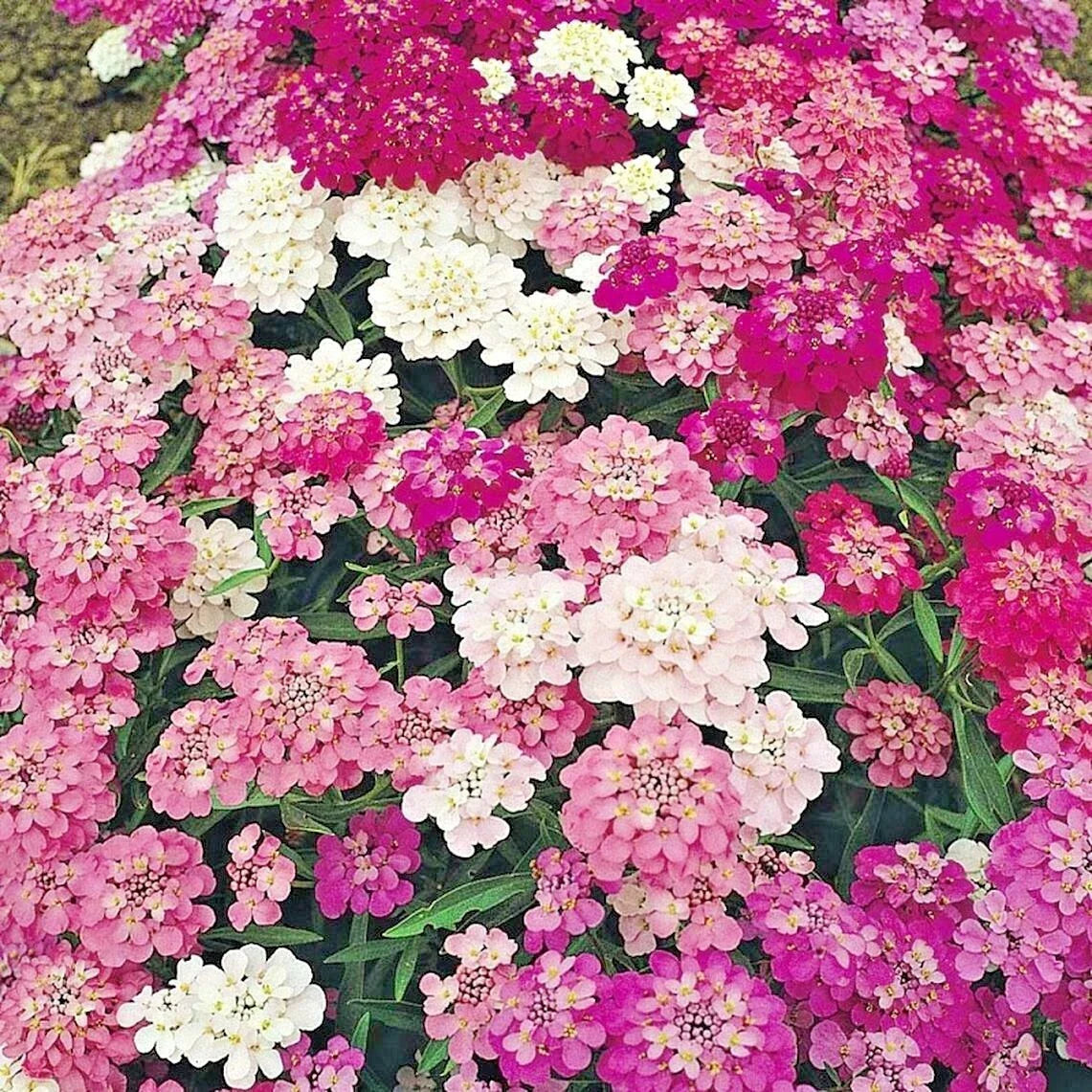 Candytuft Mix Seeds - Annual Iberis Groundcover for Drought & Heat - Perfect for Gardens & Containers