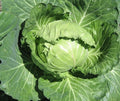 Late Flat Dutch Cabbage Seeds 300+ Non-GMO Vegetable Garden Seeds for Planting, Brassica oleracea