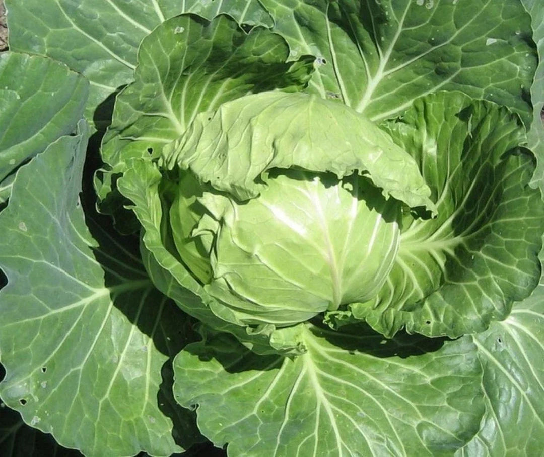 Late Flat Dutch Cabbage Seeds 300+ Non-GMO Vegetable Garden Seeds for Planting, Brassica oleracea