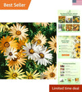 Heirloom African Daisy Seeds - 1/4 lb - Easy-to-Grow Annuals for Borders - Dimorphotheca spp.
