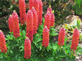 Red Arrow Lupine Seeds - 25+ Pack for Garden Planting - Lupinus polyphyllus - USA