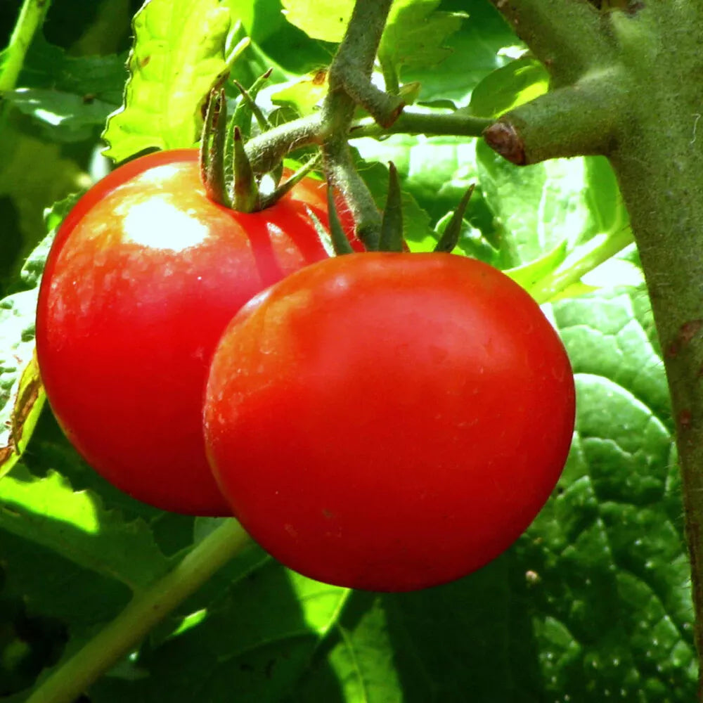 Tomato Seeds - 100 Seeds - Bonny Best Scarlet - Lycopersicon esculentum - Slicing and Canning Variety, Bright Red Fruits