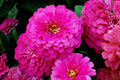 Zinnia Seeds - 301+ Bulk Pack - Rose Flowering Annual - Easy to Grow Big Cut Flowers - Zinnia elegans