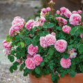 Climbing Rose Cuttings - Pink Garden Variety - Rosa spp.