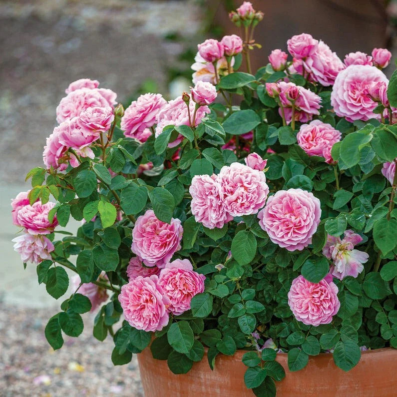Climbing Rose Cuttings - Pink Garden Variety - Rosa spp.