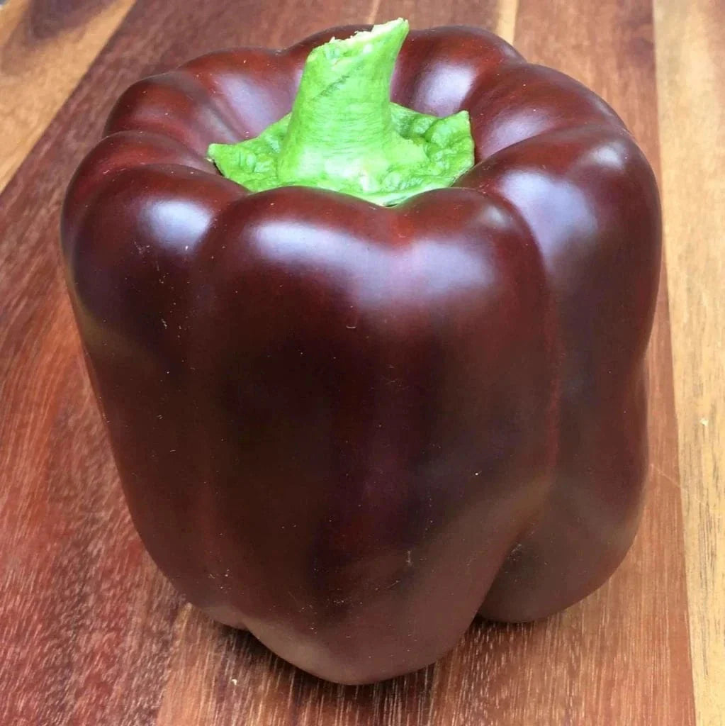 25+ Organic Chocolate Bell Pepper Seeds - Sweet Heirloom - Non-GMO - Perfect for Home Gardening