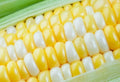 Ambrosia Sweet Corn Seeds - 250 Count - High Sugar Variety - Zea mays everta