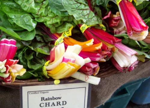 Rainbow Swiss Chard Seeds - 80 Count - Colorful Variety - Beta vulgaris subsp. cicla - GroCo US - Buy 15, Ships Free