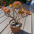 RARE RED AKAI Jade Succulent 12” Bare Rooted Bonsai Tree Crassula Ovata