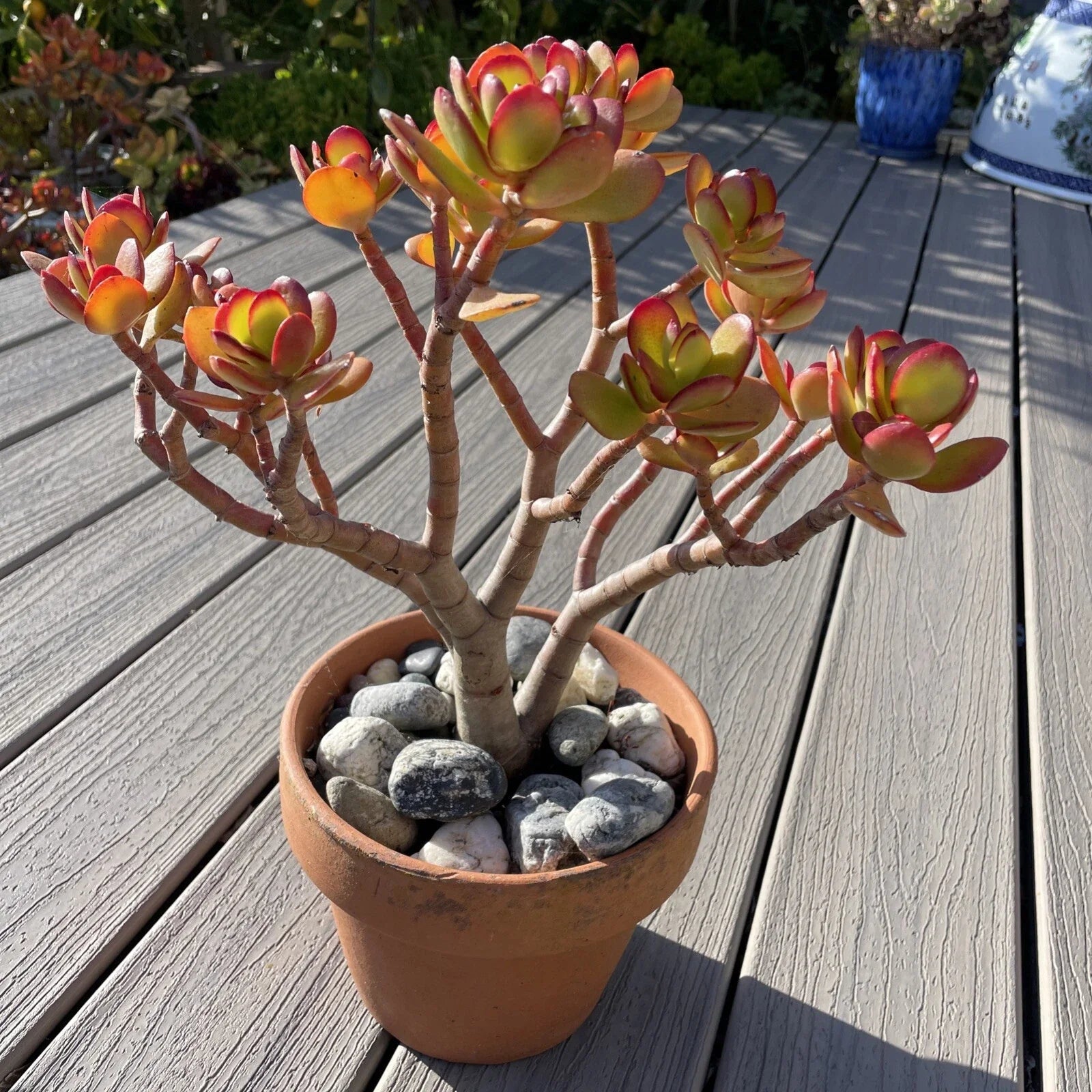 RARE RED AKAI Jade Succulent 12” Bare Rooted Bonsai Tree Crassula Ovata
