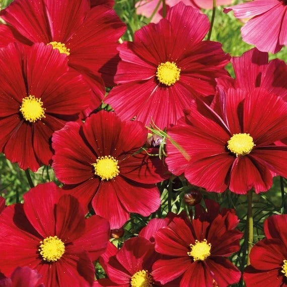 Gazebo Red Cosmos Seeds - 200+ Pack for Garden Planting - Cosmos bipinnatus - USA Grown, Fast Shipping
