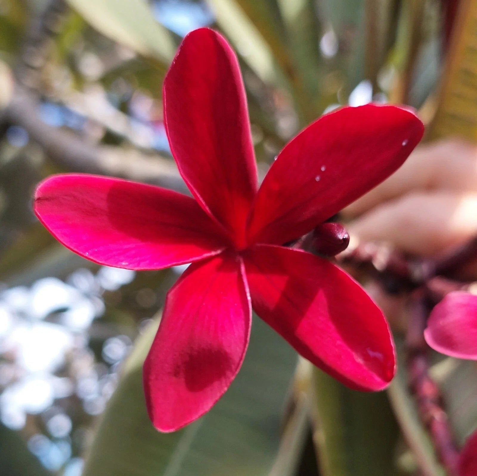 Hawaiian Red Ulaula Plumeria Cutting 8" - Fragrant Frangipani Plant - Perfect for Gardens and Landscapes
