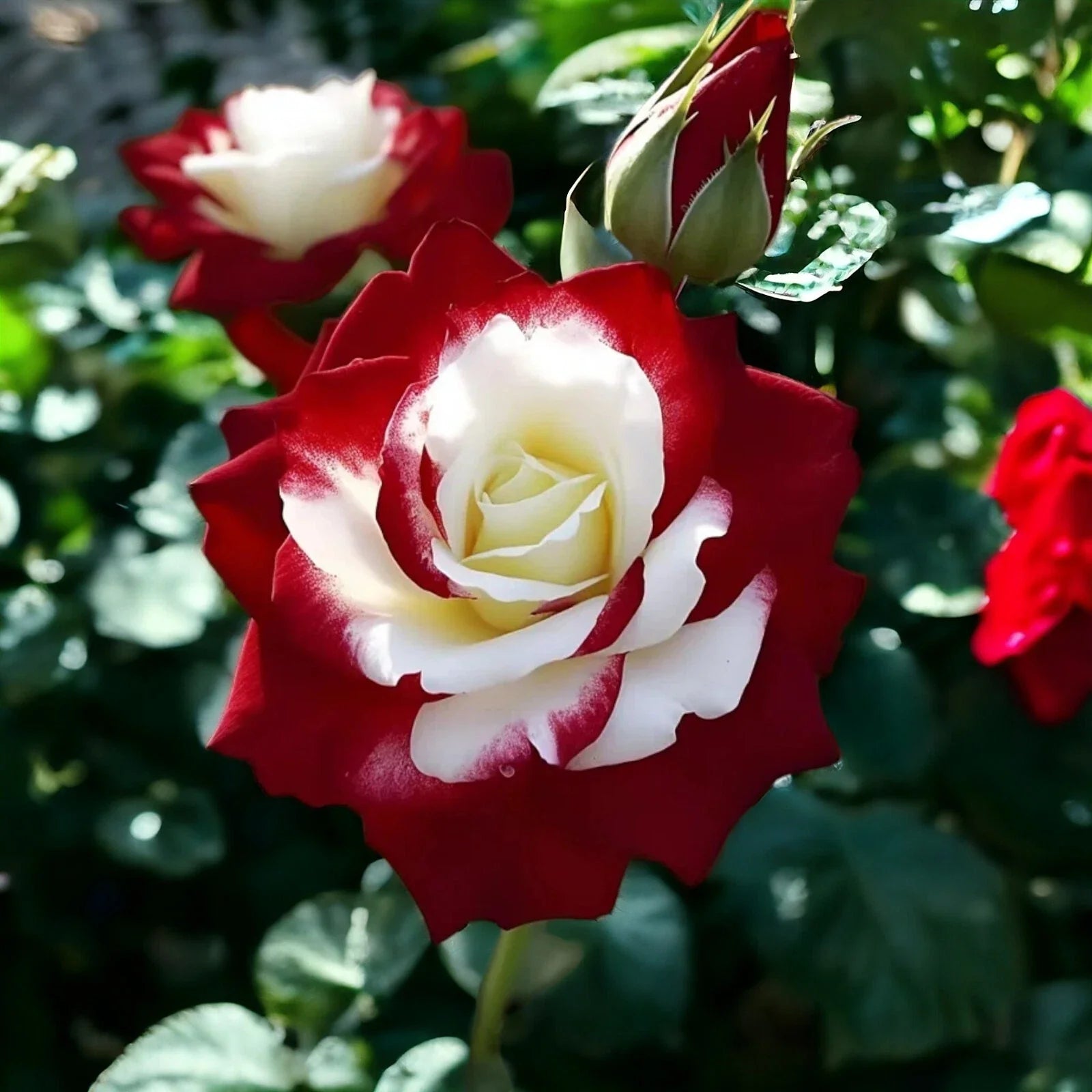 Rare Twin Roses Seeds - 20pcs Non-GMO Heirloom Variety with Stunning Sunset Hues - Rosa spp.