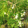Moringa Tree Seeds - Drumstick Horseradish Pods - M. Oleifera - Indian Seeds for Planting 2025