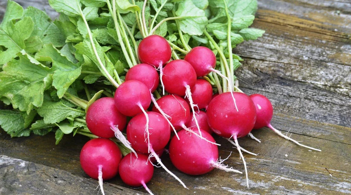 Sora Radish Seeds - 500+ Count - Heirloom Variety for Garden Planting - Raphanus sativus