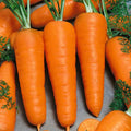 Red Cored Chantenay Carrot Seeds | Heirloom Non-GMO | Organic Vegetable Gardening | Daucus carota