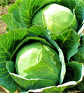 Danish Ballhead Cabbage Seeds 500+ Non-GMO Heirloom Seeds for Planting - Brassica oleracea