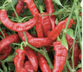 Lot of 3 Live Jimmy Nardello Sweet Pepper Plants - 75 Days Old - Capsicum annuum