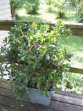 Jade Plant Leaflets Set of 12 - Succulent Cuttings for Propagation - Crassula ovata