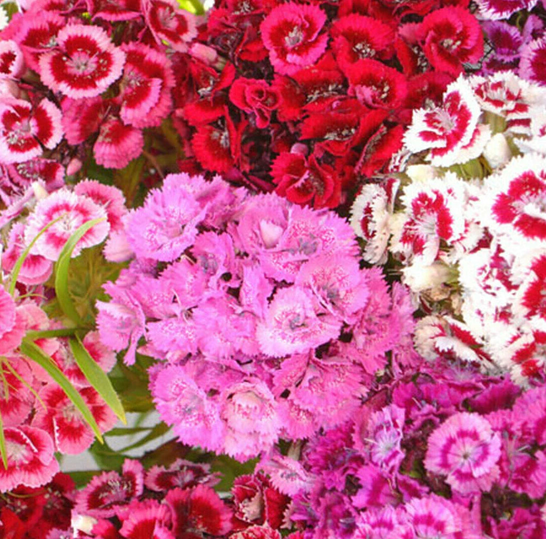Sweet William Mix Seeds - Dianthus Barbatus Red Pink Carnation Flower Seed - 2025 Garden Flowers
