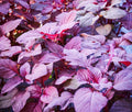 Red Garnet Amaranth Seeds - 1000+ Red Spinach Kiwicha Microgreens Garden Seeds - Amaranthus cruentus
