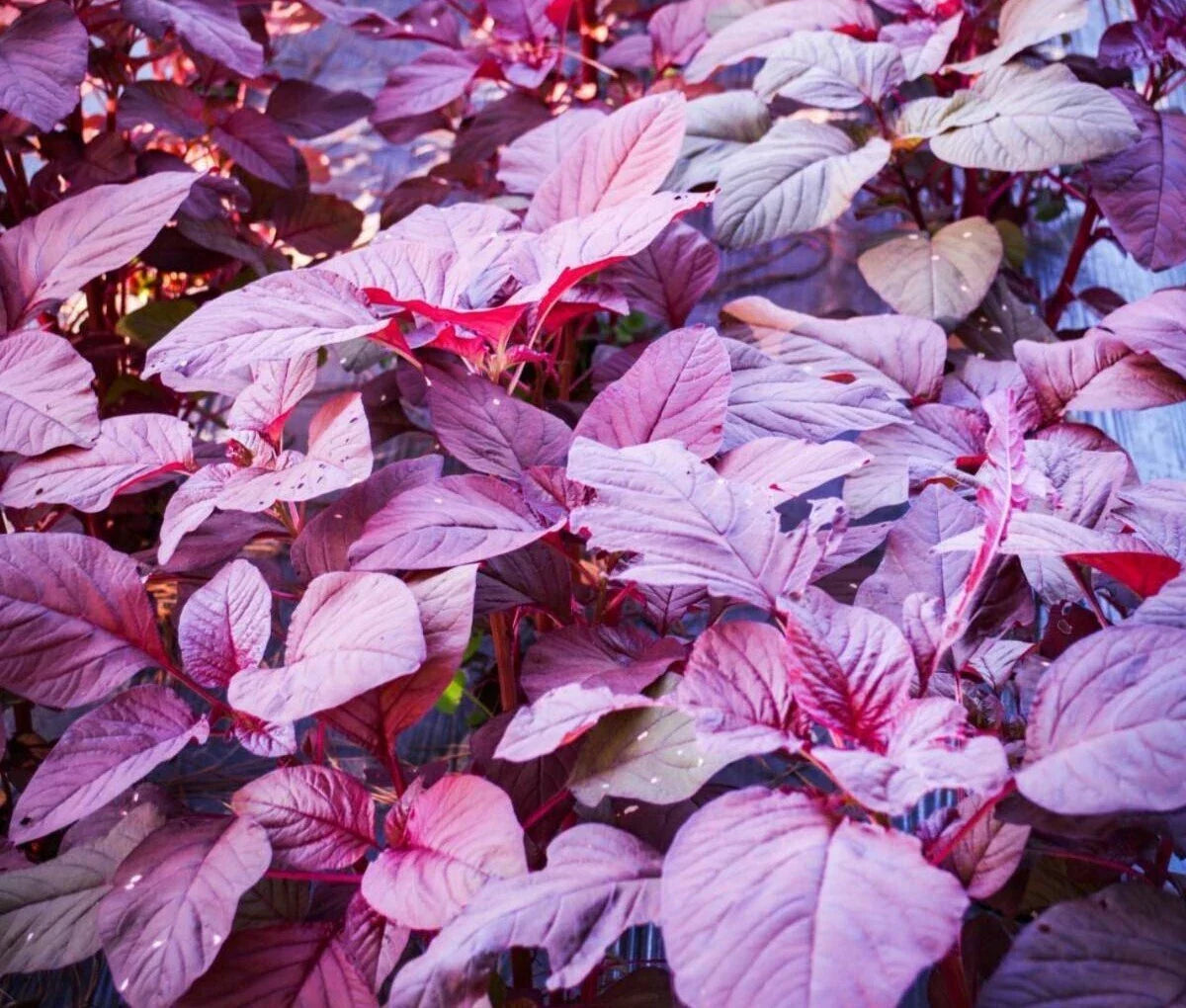Red Garnet Amaranth Seeds - 1000+ Red Spinach Kiwicha Microgreens Garden Seeds - Amaranthus cruentus