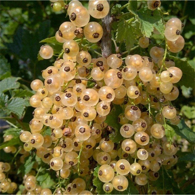 White Imperial Currant Live Rooted Starter Plant, Shrub, Zones 3-7, Ribes rubrum 'Imperial White'