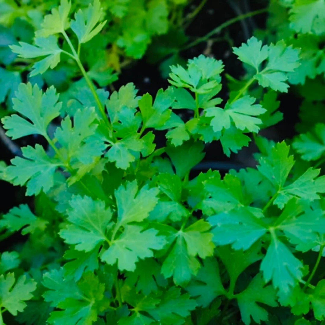 Plain Single Parsley Seeds - 500+ Count - Petroselinum crispum, Non-GMO Culinary Herb for Gardening